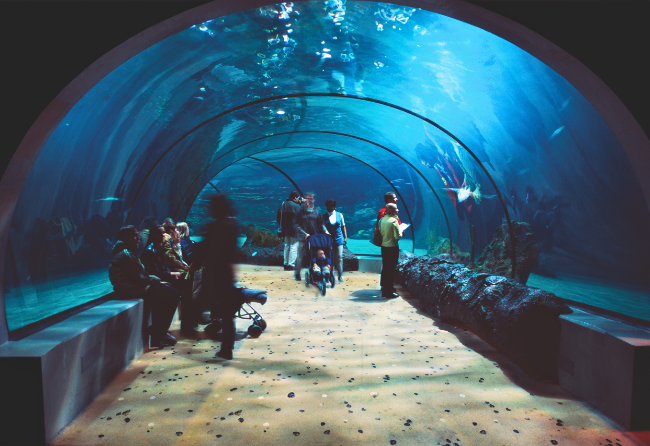 Capture Seashell Flooring Aquarium